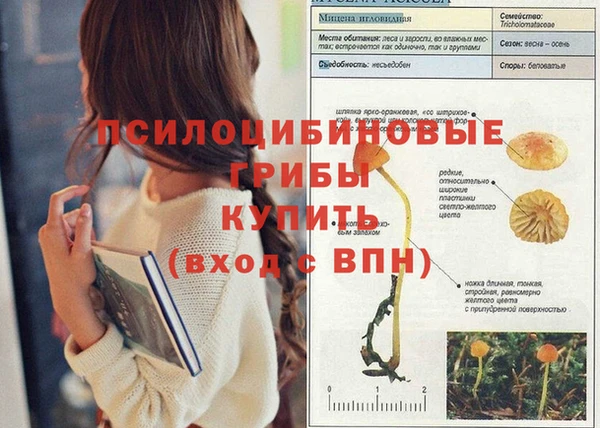 СК Новозыбков